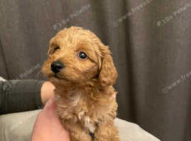 Cavapoo breeders hot sale sussex