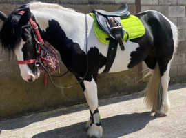 STUNNING, BACKED, 13hh, PREGNANT 6yo COB MARE RESCUE with MUCH POTENTIAL LOOKING for a LOVING HORSEY HOME.