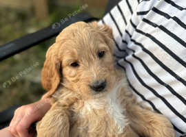 Golden Doodle Puppies Ready Now