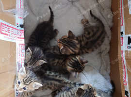 Kittens Mixed Bengal