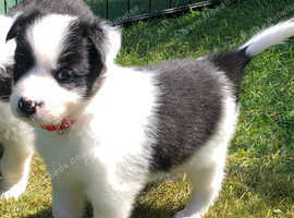 2 Gorgeous Collie Pups
