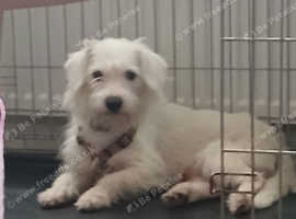 Maltese x shih tzu boy