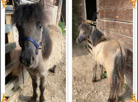 Gorgeous Dartmoor Dun Yearling Colt For Sale