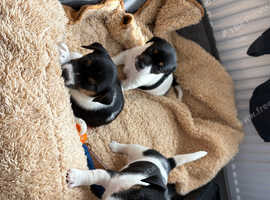 Jack Russell pups for sale girls 5 weeks
