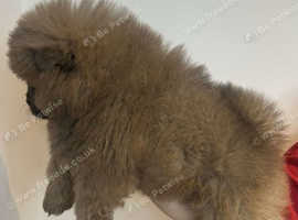 Male chow chow puppie