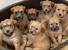 Wheaten lakeland terrier hot sale puppies for sale