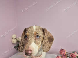 Piebald miniature dachshund pups