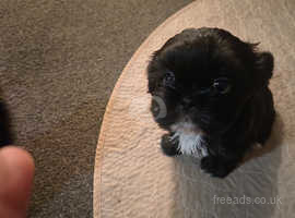 Dobie marked shih tzu best sale for sale