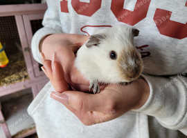 Baby boy guinea pigs unrelated