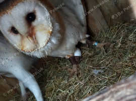 Baby barn owlets for sale £150 ringed a10s
