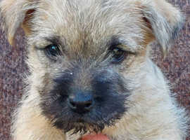 Cairn Terrier Puppy