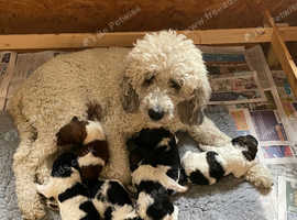 St Berdoodle F1bb ( Saints Bernard x Standard Poodle)