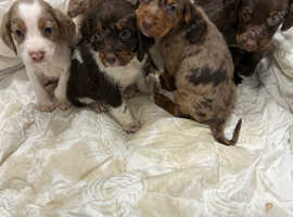 Cocker Spaniel X Pointer Puppies For Sale in Bromley DA14 on Freeads ...