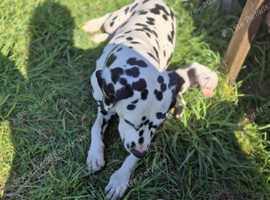 Collie Cross dalmatian puppies