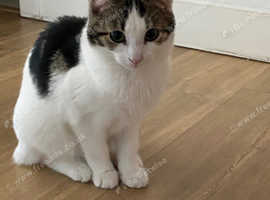 quite clean kitten ready  rehome