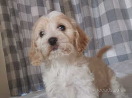 For sale cockapoo puppies