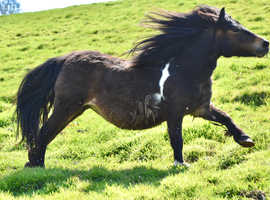 Standard Shetland Mare