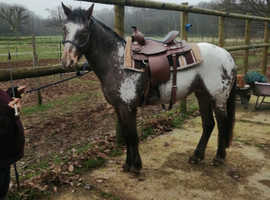 Firestorm chocolate dun blanket appaloosa