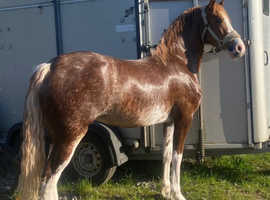 Chestnut Roan Welsh D Filly