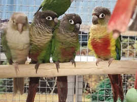 Baby Mix Conure Parrots