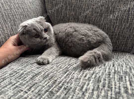 Beautiful blue scottish fold girl