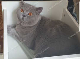 British shorthair Big Boy  for stud