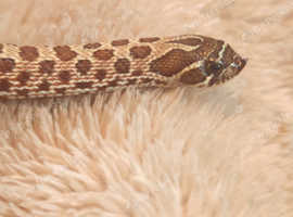 Hognose Snake and Set Up
