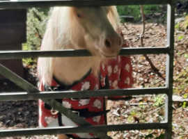 Licenced SPSBS registered SA Clear proven mini stallion