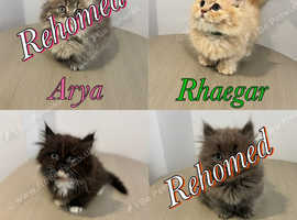 Minuet Persian Munchkins - Tiny legged rughuggers