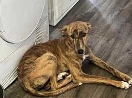 Lurcher bull x greyhound