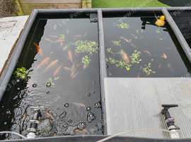 KOI FOR SALE NOT MANY LEFT BE QUICK MOVIN HOUSE