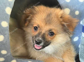 Pomeranian puppy for sale