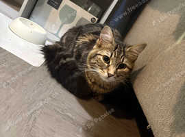 Male fluffy cat