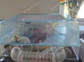 3 young male gerbils