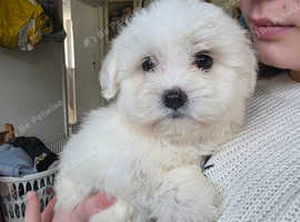 Maltese pup's for sale