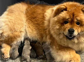 Chow chow pups