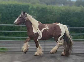 Project red and white mare
