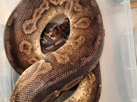 FOR SALE ADULT PEWTER 100% HET PIED MALE