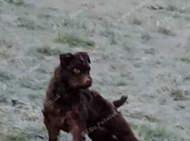 2 year patterdale-terrier