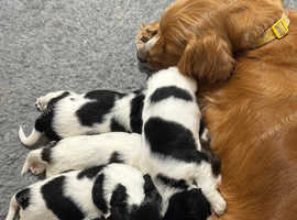 Sprocker Puppies