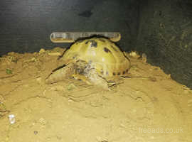 Horsefield tortoise