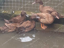 5 karkie cambell ducks