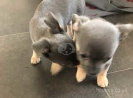 Blue Chihuahua In Herefordshire Dogs Puppies For Sale Rehome Freeads