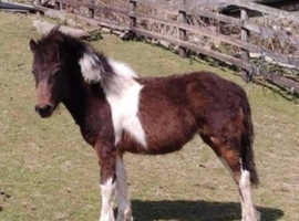 12.2/3h dartmoor hill pony