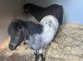 4yr old blue roan mare