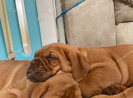 Dogue de bordeaux free to best sale good home