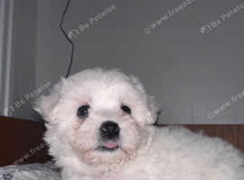 Bichon maltese
