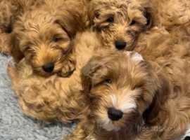 Cockapoo Puppies ONLY 2 BOYS LEFT both parents healthy tested CLEARED