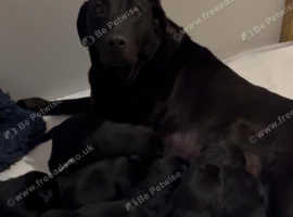 4 male Labrador puppies for sale