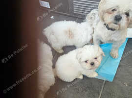 Shih tzu 1 girl x 2 boys